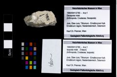 Foto (Objekt + Etikett) von Isopoda indet.  (NHMW-GEO-1990-0041-2780)